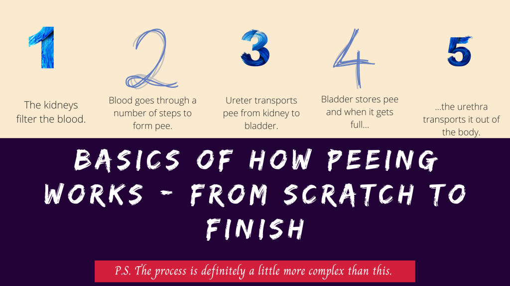 how peeing works - steps in urine formation
